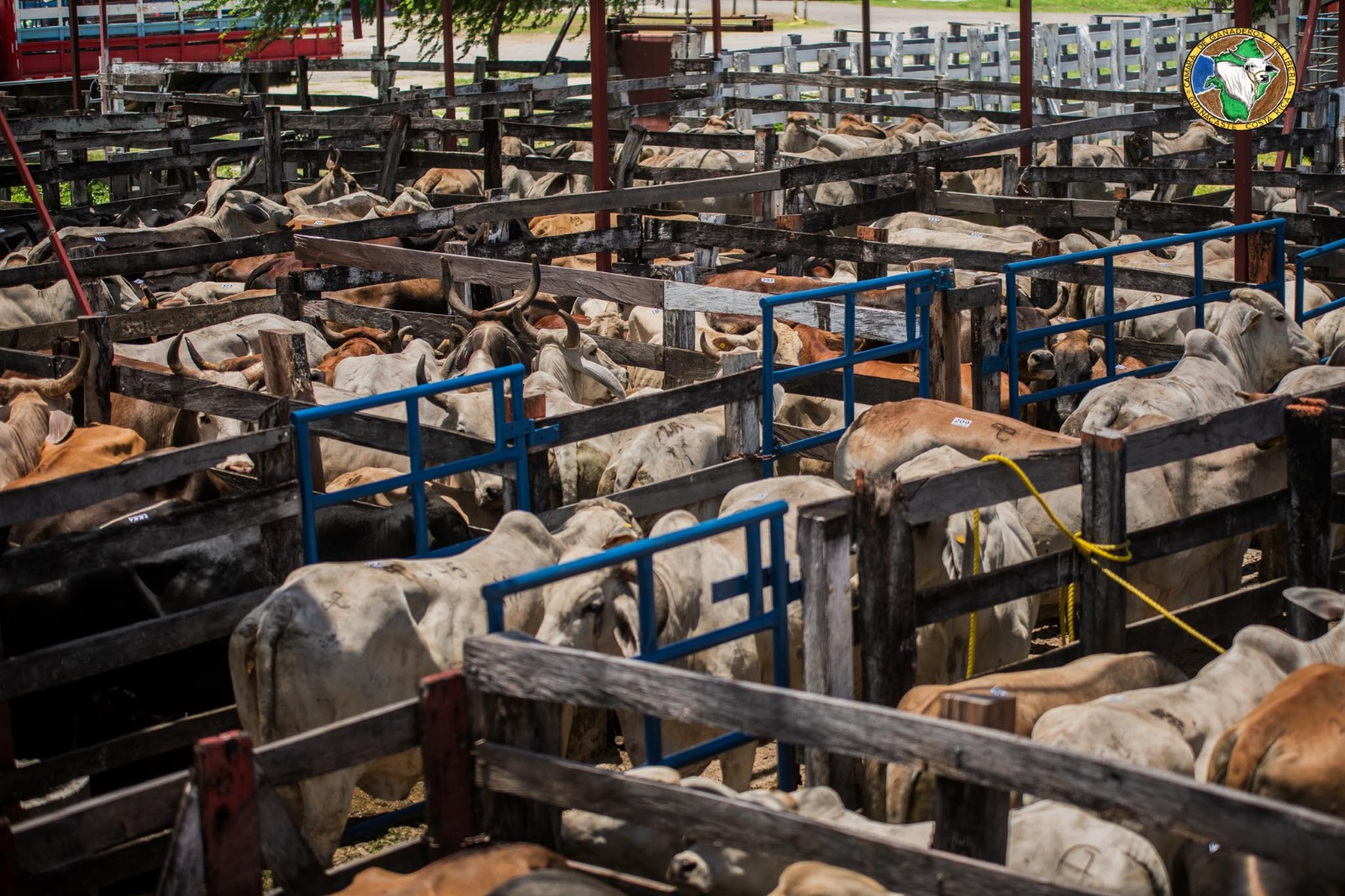 Colaborando la producción ganadera sostenible a nivel mundial